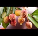 লিচু ফুলের মধু (Lychee flower honey)